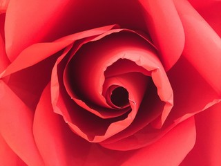 Red rose closed up background