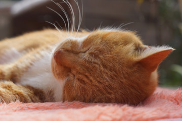 眠る茶猫