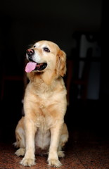 smile,Golden retriever dog