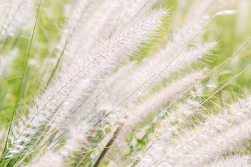 Abstract blur background of grass flower (Feather Pennisetum).