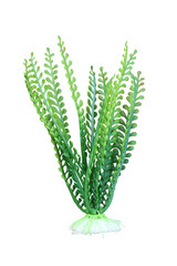 artificial  green marine plant in dry paint