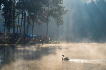 Scenic pine forest sunlight shine with swan on fog reservoir in morning at pang oung