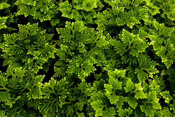 Abstract green leaf with dark background