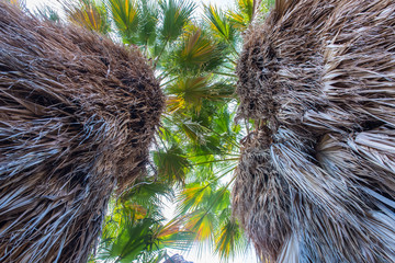 Fototapeta premium Looking up at the trunk of a palm tree