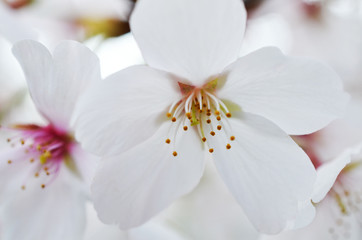 Obraz premium 桜_春