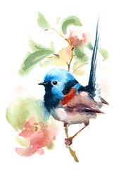 Fairy Wren Bird On a Branch with Flowers Watercolor Hand Drawn Summer Illustration isolated on white background - 137536615