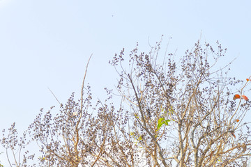 lagerstroemia, lagerstroemia speciosa or lythraceae tree