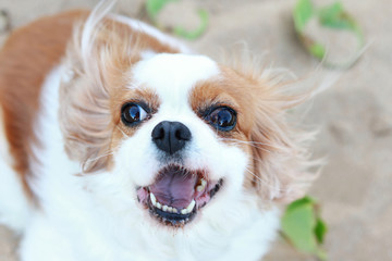 Cavalier King Charles Spaniel Pulling Funny Face At The Beach