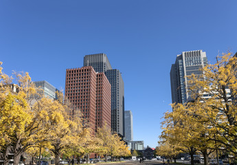 Obraz premium Jesienne liście Pałacu Cesarskiego i budynków Marunouchi