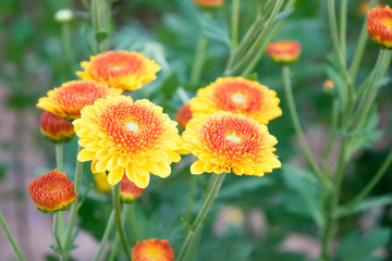 yellow flower blossom