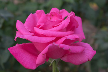Pink rose flower  macro close up