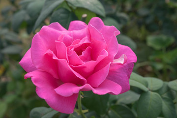 Pink rose flower  macro close up