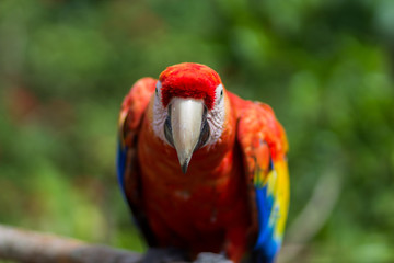 Tropical Beauty