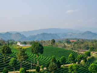 Fototapeta na wymiar Tea Plantations in Chieng rai Thailand, Tea field, Green field.