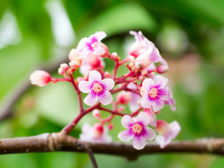 star fruit flower