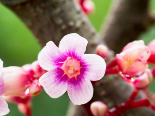 star fruit flower