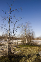 Obraz premium Naked birch trees and blue sky in the early spring. Snow in some places