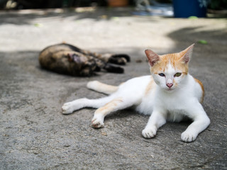 One blind cat lying on the ground beside the road.