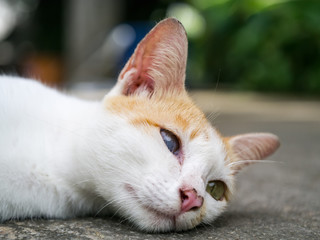 One blind cat lying on the ground