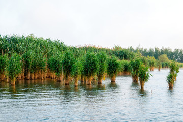 Thickets of reeds on the lake.