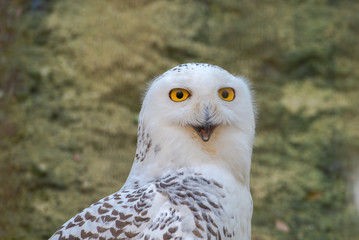 Snowy owl, Bubo scandiacus