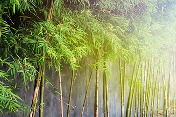 the bamboo trees and the wall in chinese or japanese style