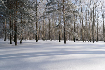 Beautiful Winter Forest or Park in Snow