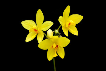 Yellow Ground orchid