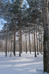 Beautiful Winter Forest or Park in Snow