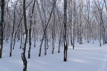 Beautiful Winter Forest or Park in Snow