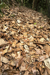 Mountain path / I climbed the small mountain path and aimed at the mountaintop