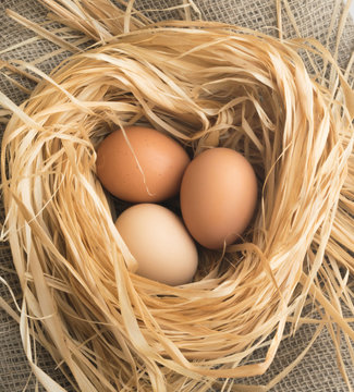 Nest of Dry Grass and Three Brown Chicken Eggs