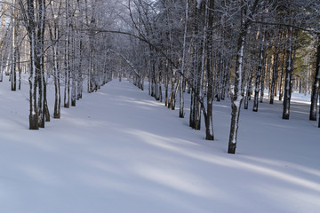 Fototapeta premium Beautiful Winter Forest or Park in Snow