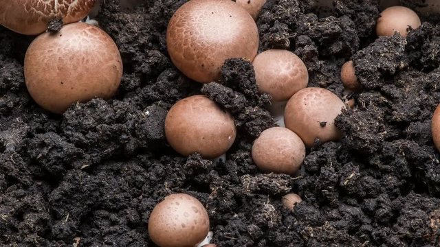 Rapid growth of mushrooms royal champignons. 4K time-lapse.