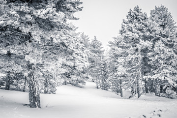 Snowy landscape