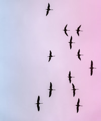 Common cranes, Grus grus, flying in the evening