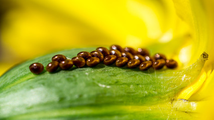 insect butterfly eggs under flower