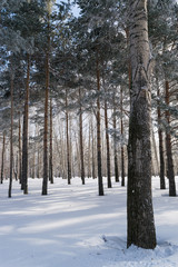 Beautiful Winter Forest or Park in Snow