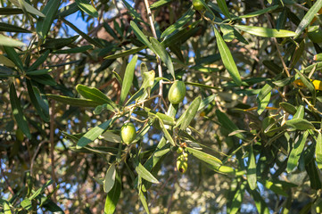 Green olive branch with unripe fruits