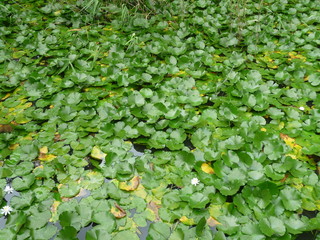 水蓮(京都府)