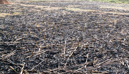 Corn field burn after harvest in Thailand 