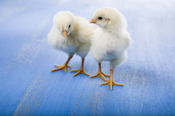 Fluffy little yellow chickens  on a blue wooden background. Card for Easter.