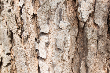 Tree bark texture background