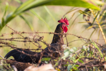 Image of chicken on nature background. Farm Animals.