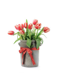 Red tulips in pot with ribbon isolated on a white background