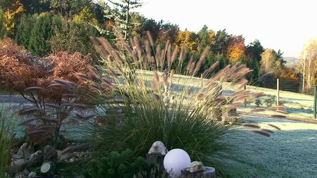 Herbstfarben, Raureif und im Vordergrund bewegt sich das Binsengras im Wind (Totale)