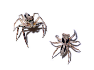 Jumping Spider on white background.