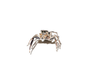 Jumping Spider on white background.
