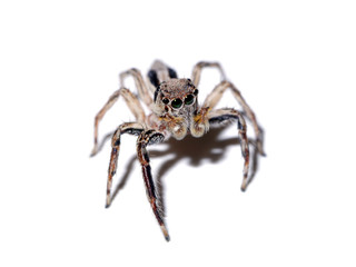 Jumping Spider on white background.