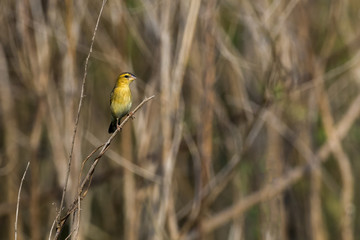 Image of golden weaver bird(Female) on the branch on nature background. Wild Animals.
